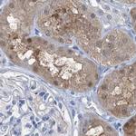 RGN Antibody in Immunohistochemistry (IHC)