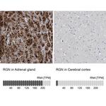 RGN Antibody