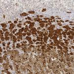 RGN Antibody in Immunohistochemistry (IHC)