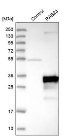 RAB23 Antibody in Western Blot (WB)