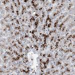 FPR2 Antibody in Immunohistochemistry (IHC)