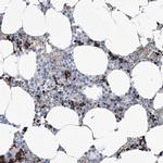 FPR2 Antibody in Immunohistochemistry (IHC)