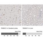 RABAC1 Antibody