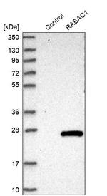 RABAC1 Antibody in Western Blot (WB)