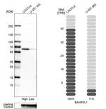 BAIAP2L1 Antibody in Western Blot (WB)