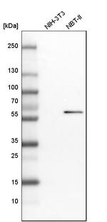 BAIAP2L1 Antibody in Western Blot (WB)