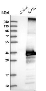 IMPA2 Antibody in Western Blot (WB)