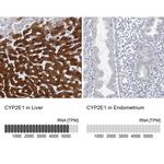 CYP2E1 Antibody