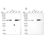 LAP3 Antibody in Western Blot (WB)