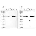 LAP3 Antibody in Western Blot (WB)