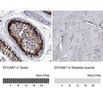 EFCAB7 Antibody in Immunohistochemistry (IHC)