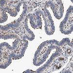 EFCAB7 Antibody in Immunohistochemistry (IHC)