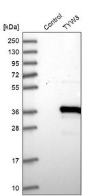 TYW3 Antibody in Western Blot (WB)