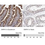 RCL Antibody