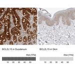 BCL2L15 Antibody