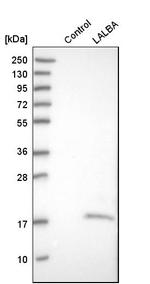 LALBA Antibody in Western Blot (WB)