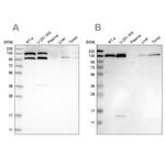 XPO5 Antibody in Western Blot (WB)