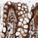 eIF3i Antibody in Immunohistochemistry (IHC)