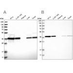 eIF3i Antibody in Western Blot (WB)