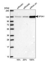 SF3A1 Antibody in Western Blot (WB)