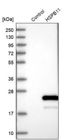 HSPB11 Antibody in Western Blot (WB)