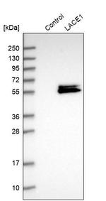 LACE1 Antibody in Western Blot (WB)