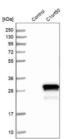 C1orf50 Antibody in Western Blot (WB)