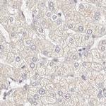 KCMF1 Antibody in Immunohistochemistry (IHC)