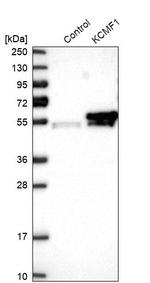 KCMF1 Antibody in Western Blot (WB)