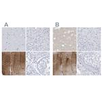 TXLNB Antibody in Immunohistochemistry (IHC)