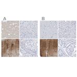 TXLNB Antibody in Immunohistochemistry (IHC)