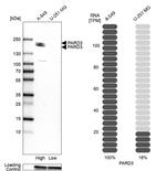 PARD3 Antibody in Western Blot (WB)