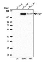 NASP Antibody