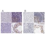 NASP Antibody in Immunohistochemistry (IHC)