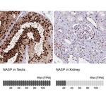 NASP Antibody in Immunohistochemistry (IHC)