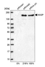 NASP Antibody in Western Blot (WB)