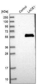 LACE1 Antibody in Western Blot (WB)