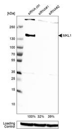 MKL1 Antibody in Western Blot (WB)