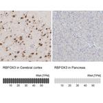 NeuN Antibody in Immunohistochemistry (IHC)