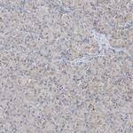 MAPKBP1 Antibody in Immunohistochemistry (IHC)