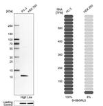 SH3BGRL3 Antibody in Western Blot (WB)