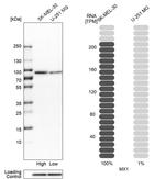 MX1 Antibody in Western Blot (WB)