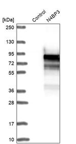 N4BP3 Antibody in Western Blot (WB)