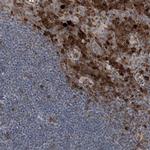 ICB-1 Antibody in Immunohistochemistry (IHC)