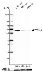 ZC3H15 Antibody in Western Blot (WB)