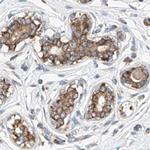 ZC3H15 Antibody in Immunohistochemistry (IHC)