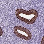 KMO Antibody in Immunohistochemistry (IHC)