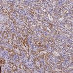 PDE2A Antibody in Immunohistochemistry (IHC)