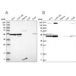 BYSL Antibody in Western Blot (WB)