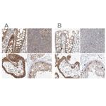 BYSL Antibody in Immunohistochemistry (IHC)